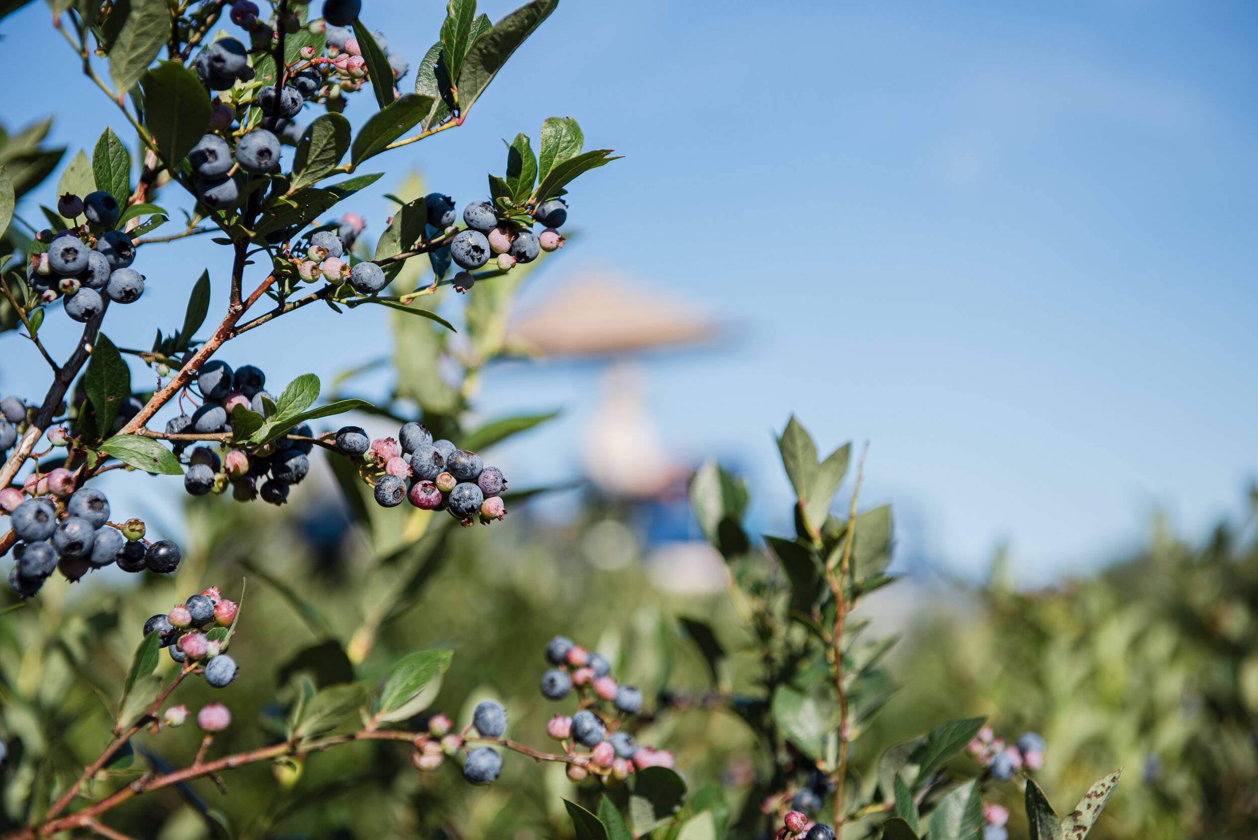 Organic blueberry farm has come a long way